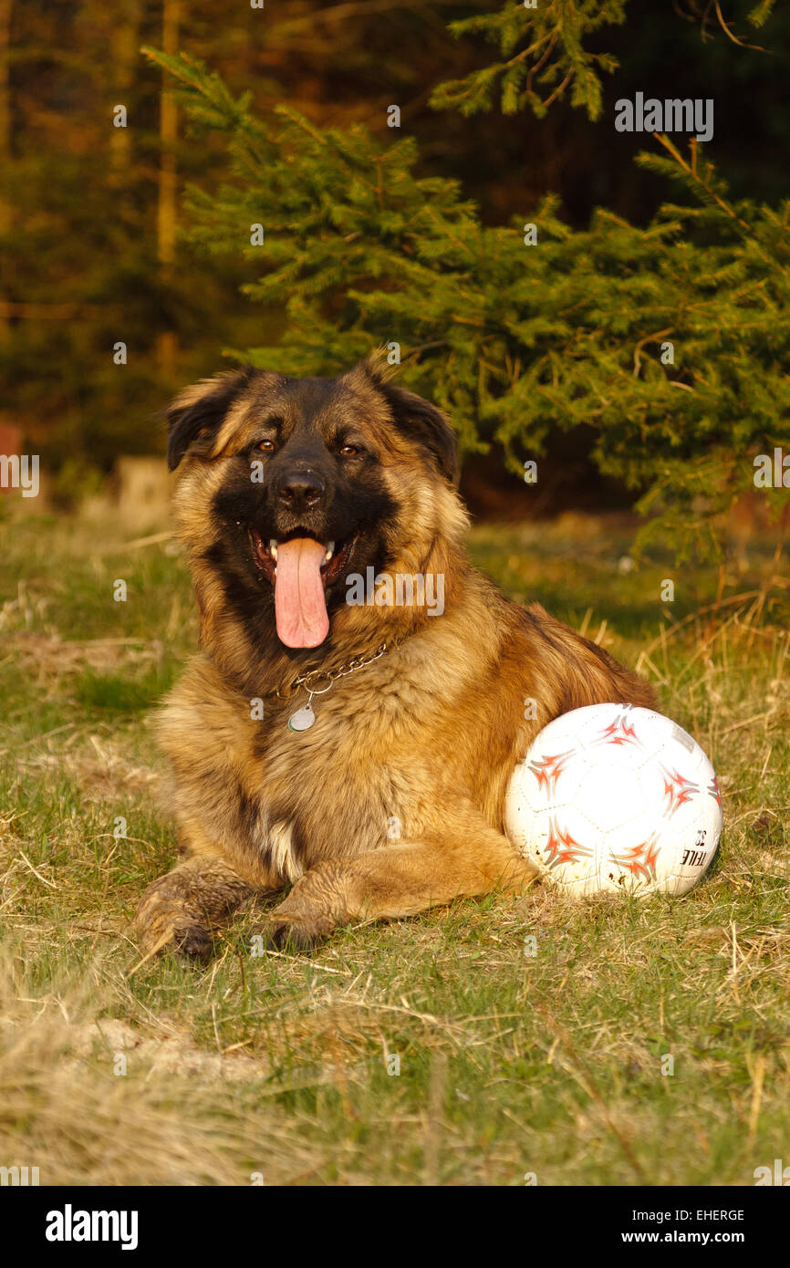 cane con la sfera Foto Stock