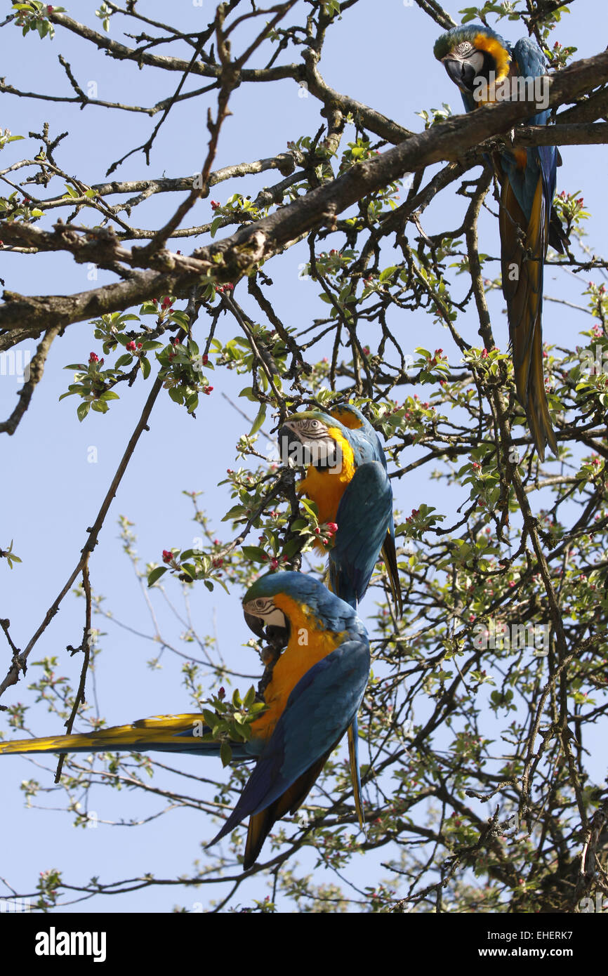 Blu e Oro macaws Foto Stock