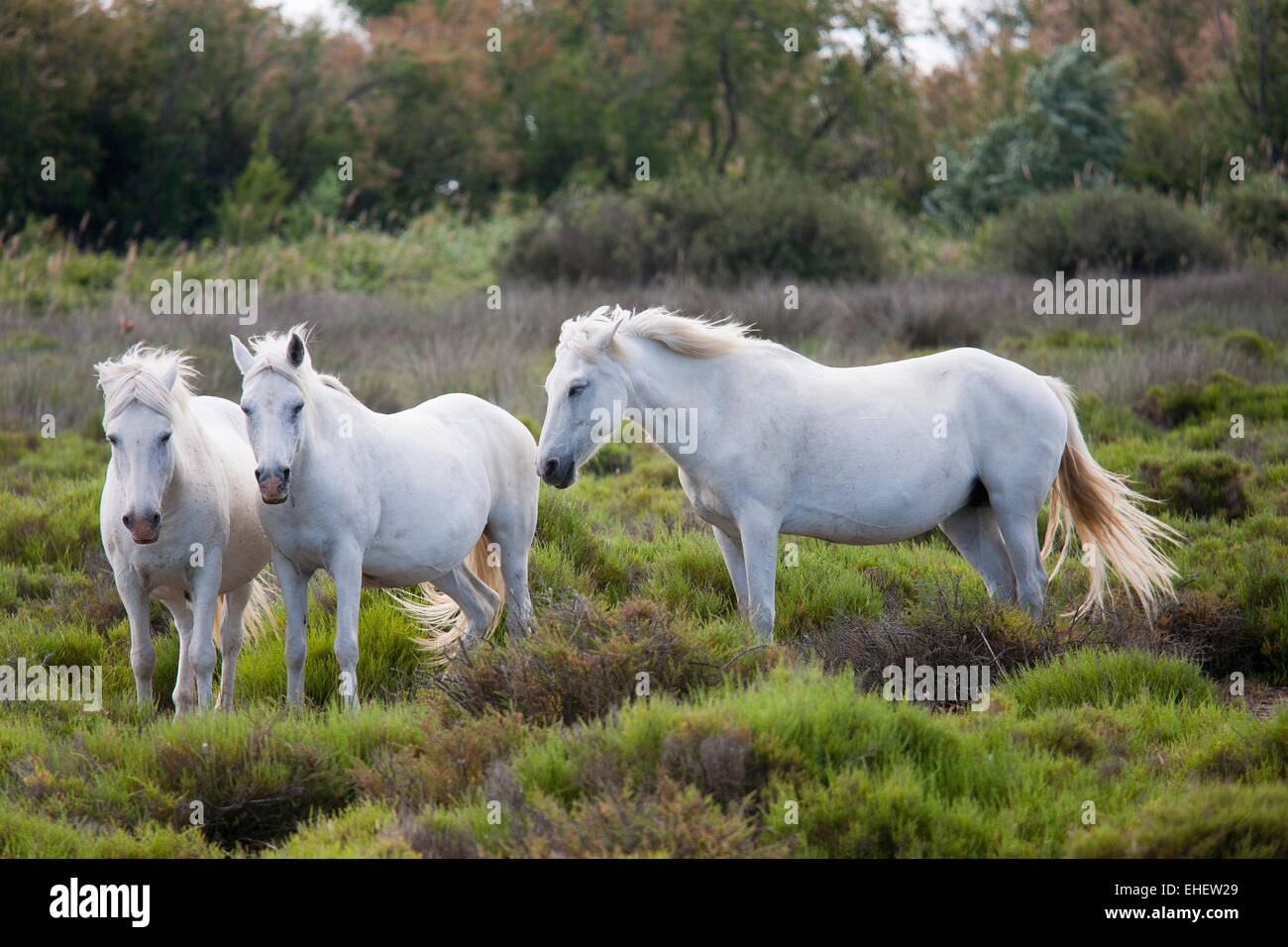 I cavalli bianchi, la Camargue, la Provenza, Francia, Europa Foto Stock