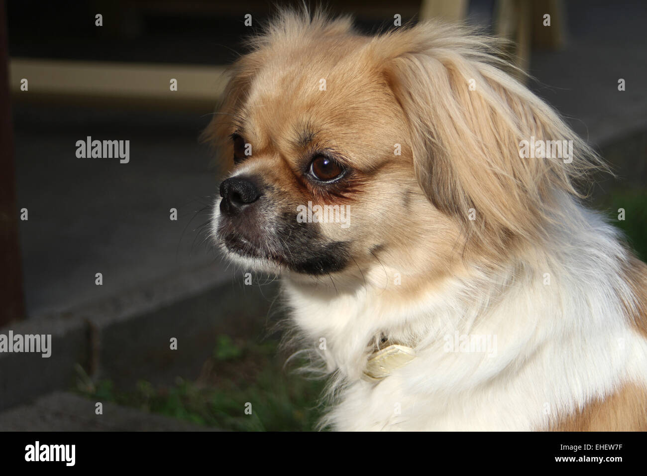 Tibetan Spaniel Foto Stock