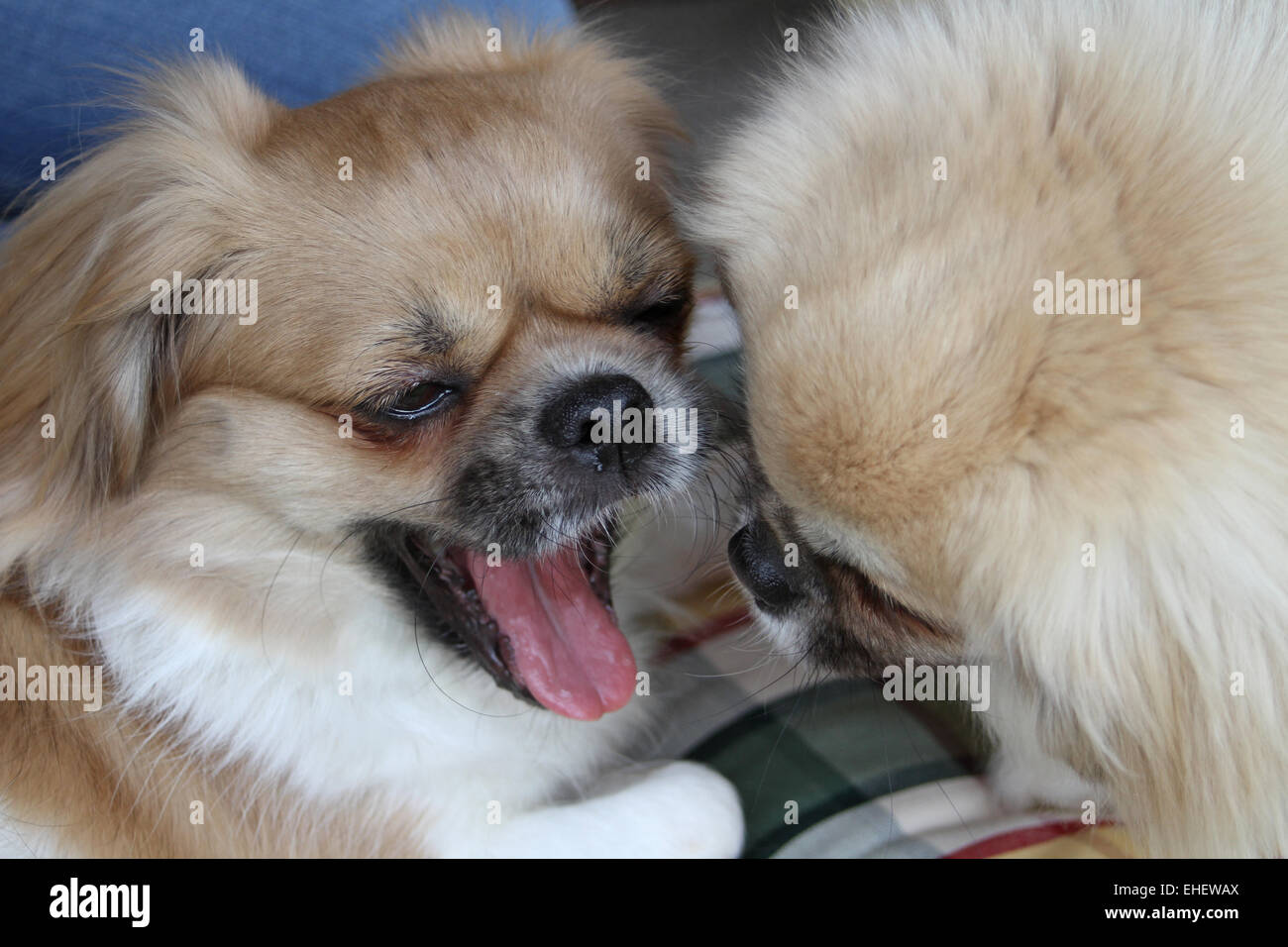 Tibetan Spaniel Foto Stock