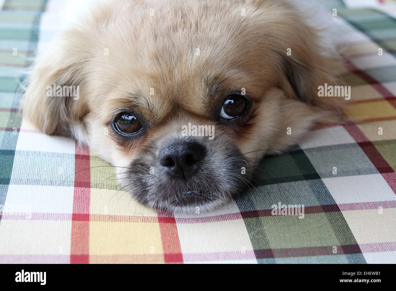 Tibetan Spaniel Foto Stock