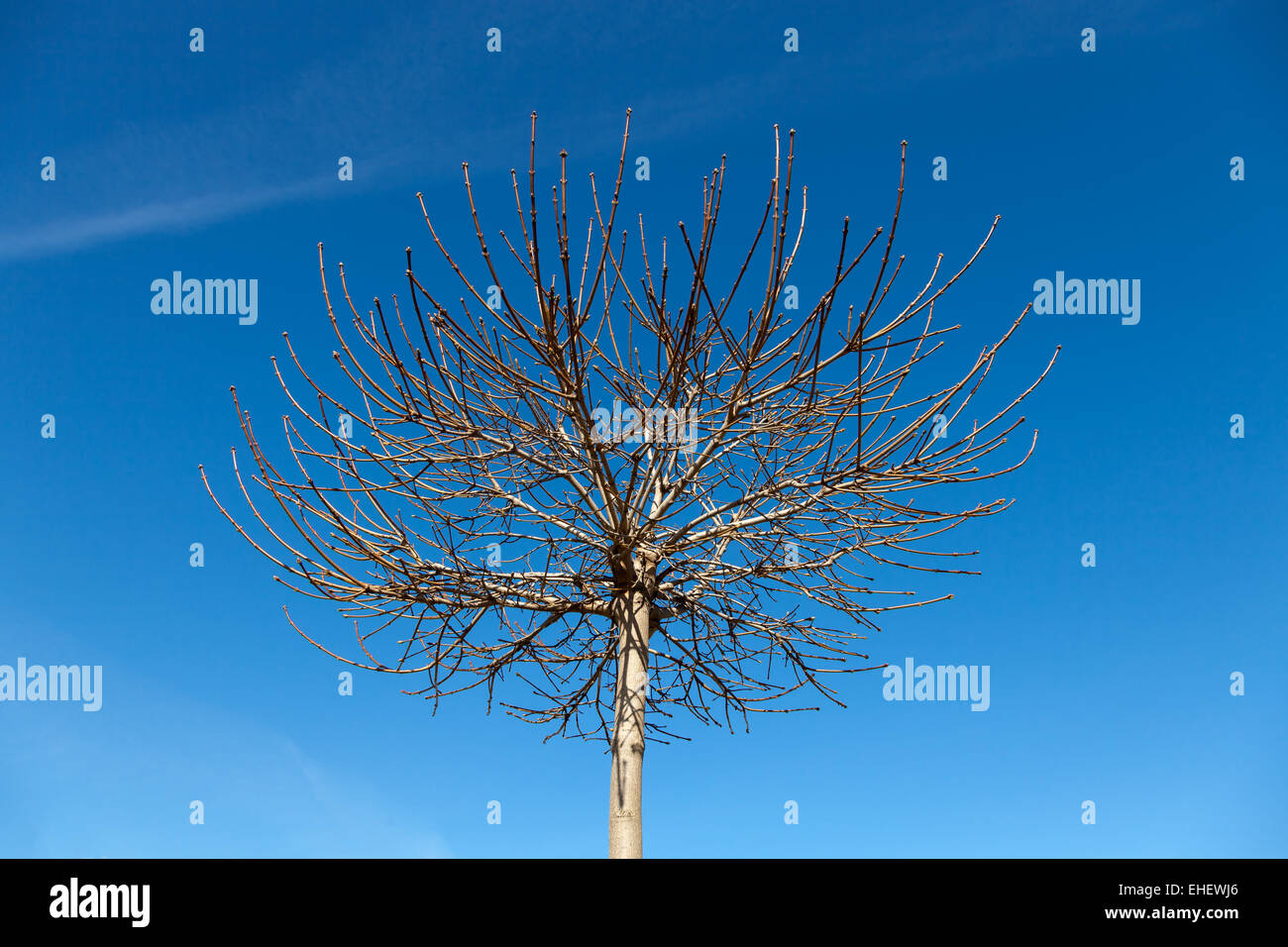 Rami superiore albero su un cielo blu sullo sfondo. Foto Stock