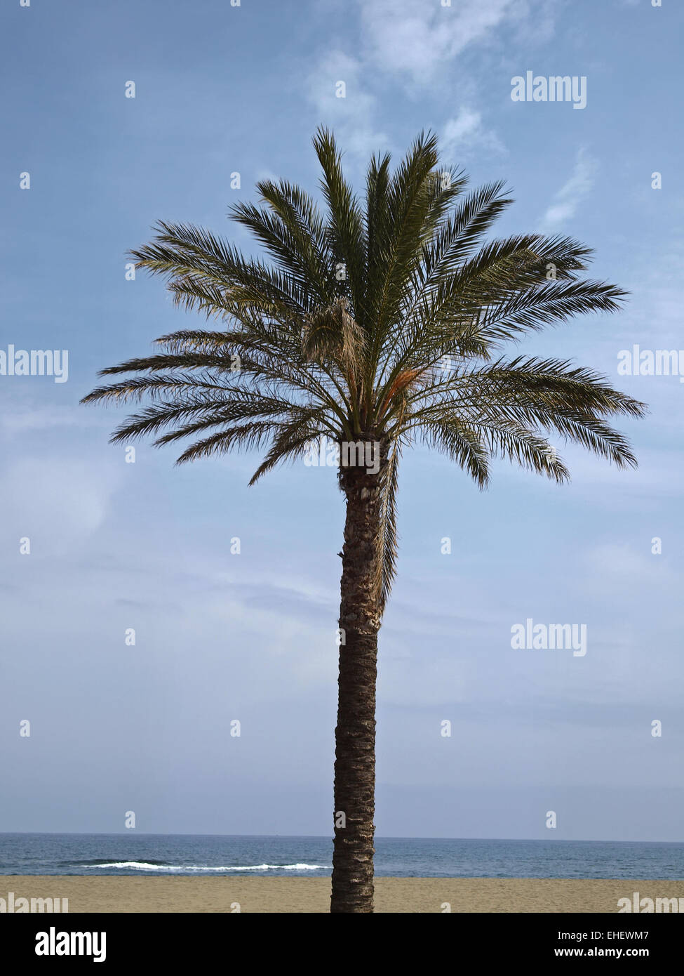 Isole Canarie Data Palm, Phoenix canariensis Foto Stock