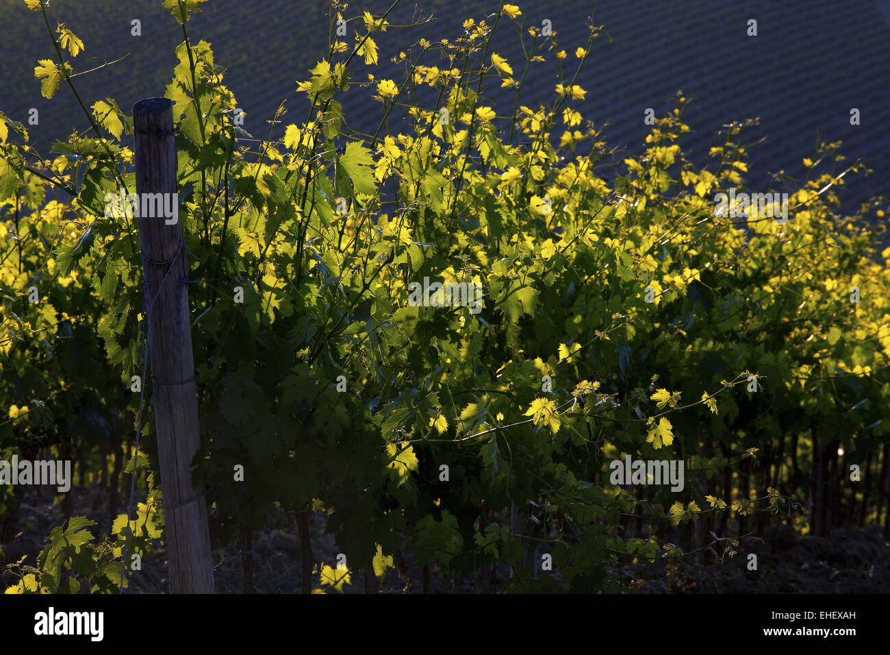 Le uve di Sangiovese, Toscana, Italia Foto Stock