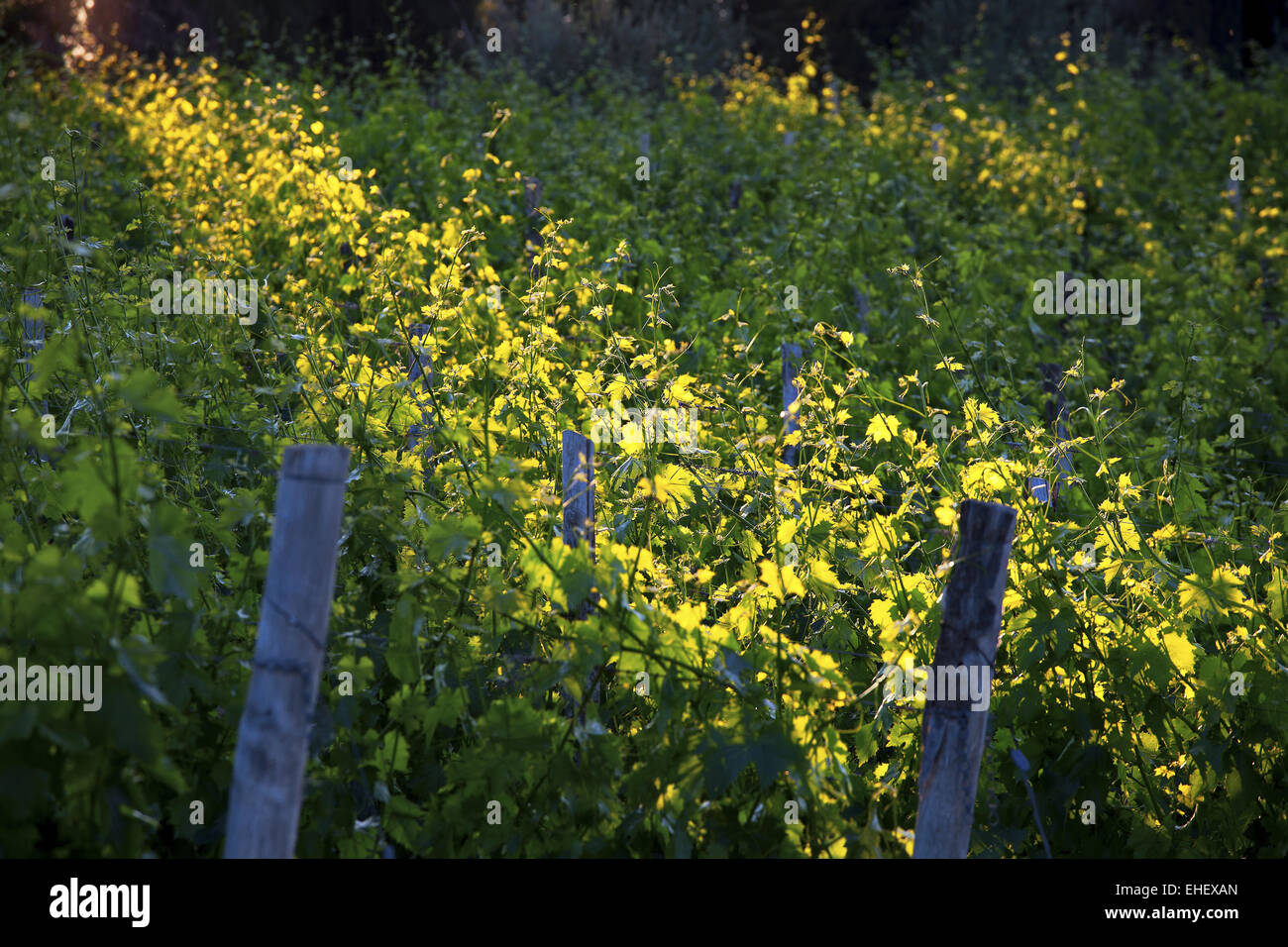 Le uve di Sangiovese, Toscana, Italia Foto Stock