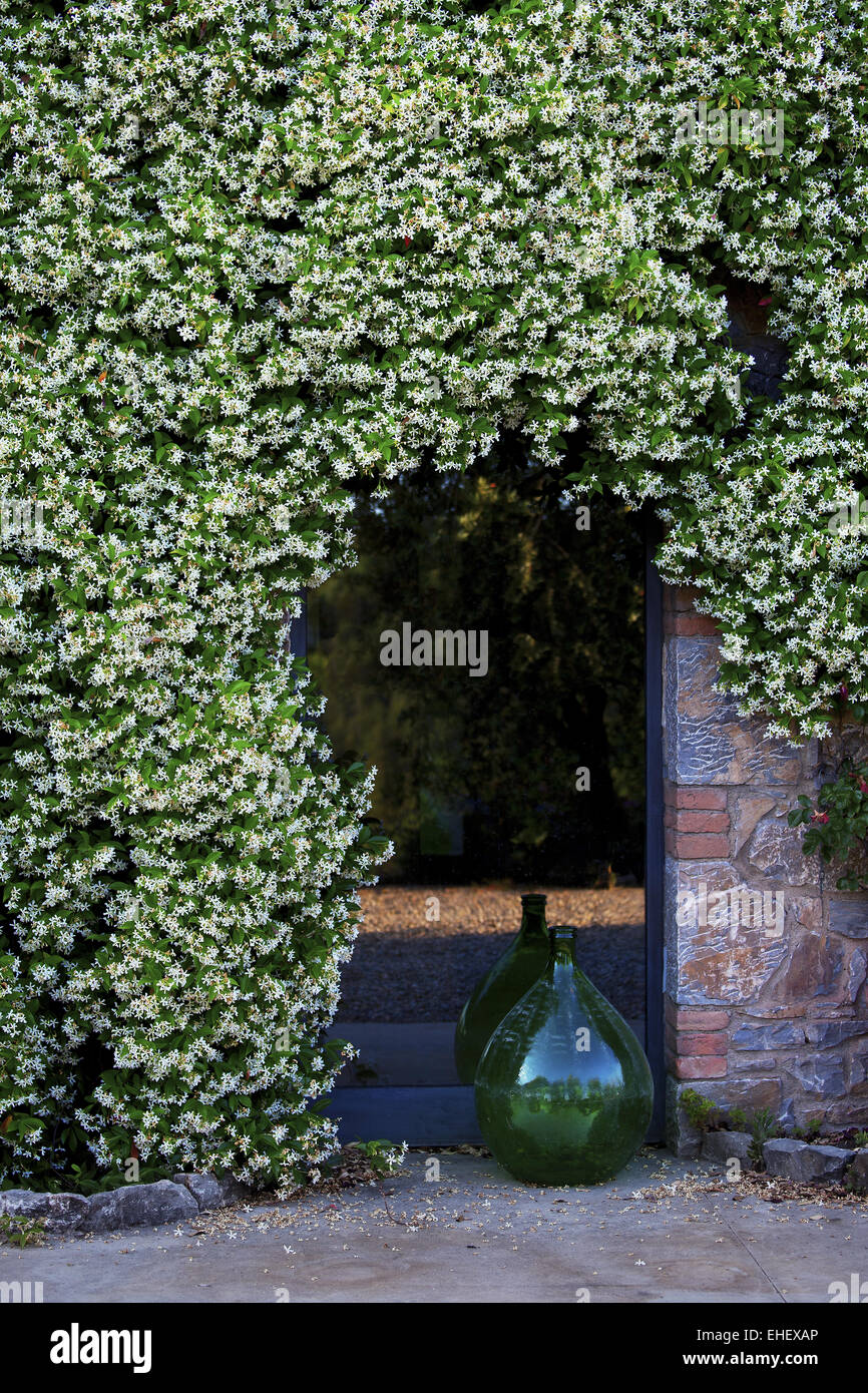 Porta in una parete di fiori, Toscana, Italia Foto Stock