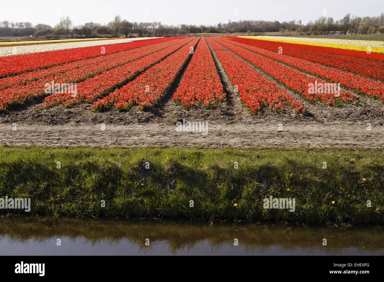Tulip fieldnear Noordwijkerhout, Paesi Bassi Foto Stock