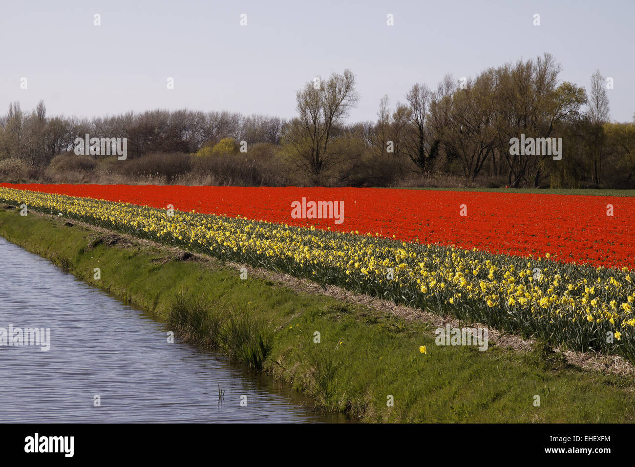 Campo di tulipani vicino a Noordwijkerhout, Paesi Bassi Foto Stock