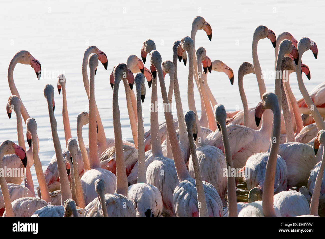 Fenicotteri rosa, parco ornitologico e pont de Gau, la Camargue, la Provenza, Francia, Europa Foto Stock