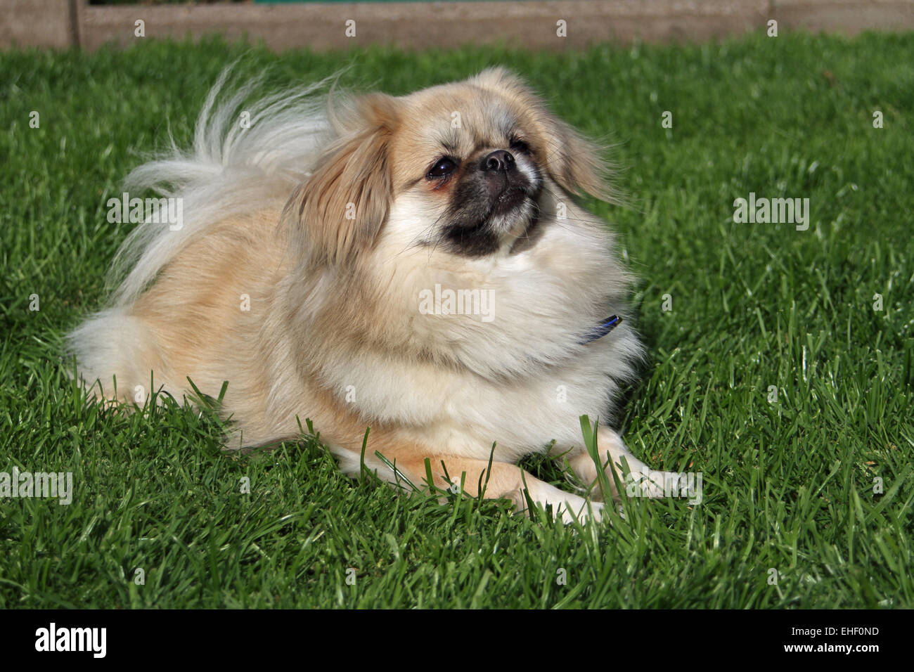 Tibetan Spaniel Foto Stock