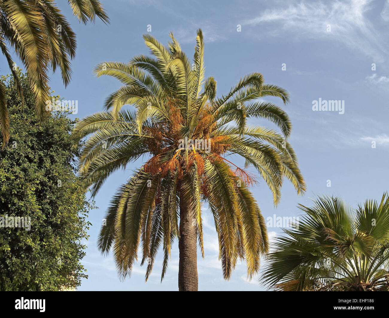 Isole Canarie Data Palm, Phoenix canariensis Foto Stock