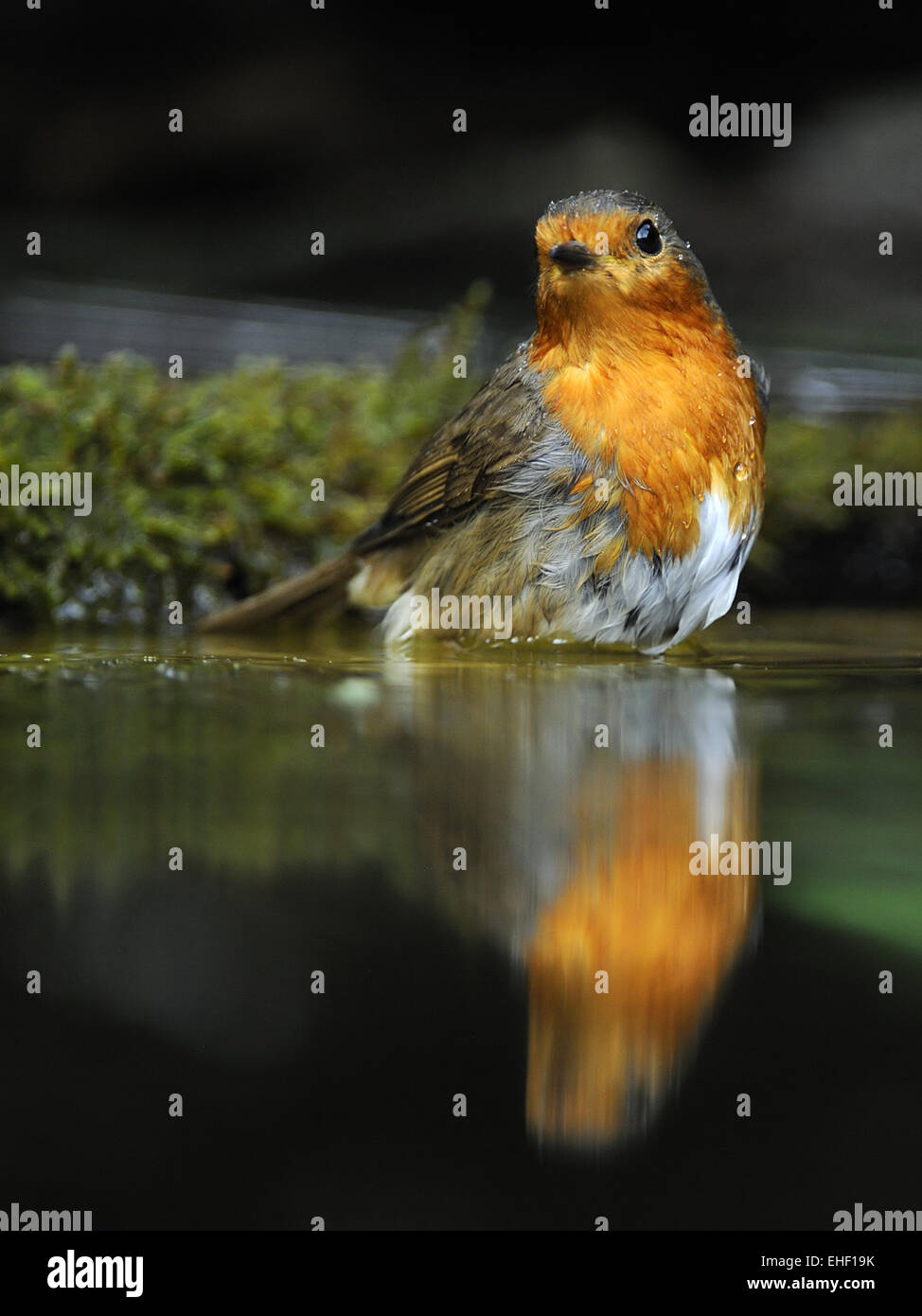 Robin Foto Stock