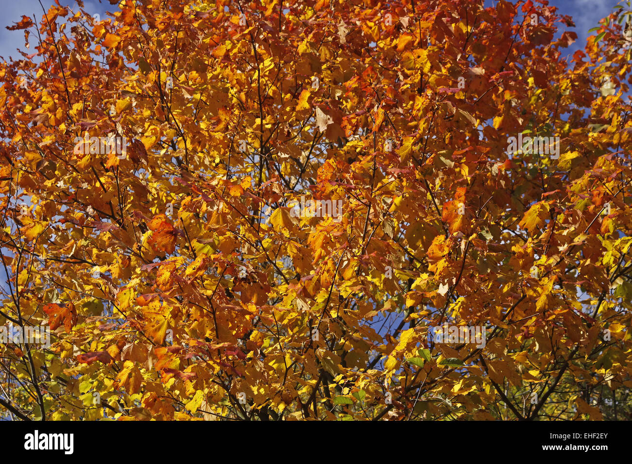 Norvegia acero Acer platanoides in autunno Foto Stock