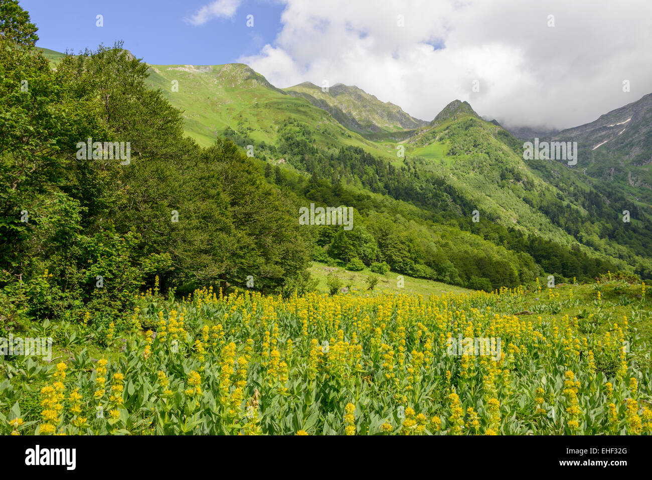 Grande giallo (genziana lutea Gentiana), Val dera Artiga de Lin, Es Bòrdes, Catalogna, Spagna Foto Stock