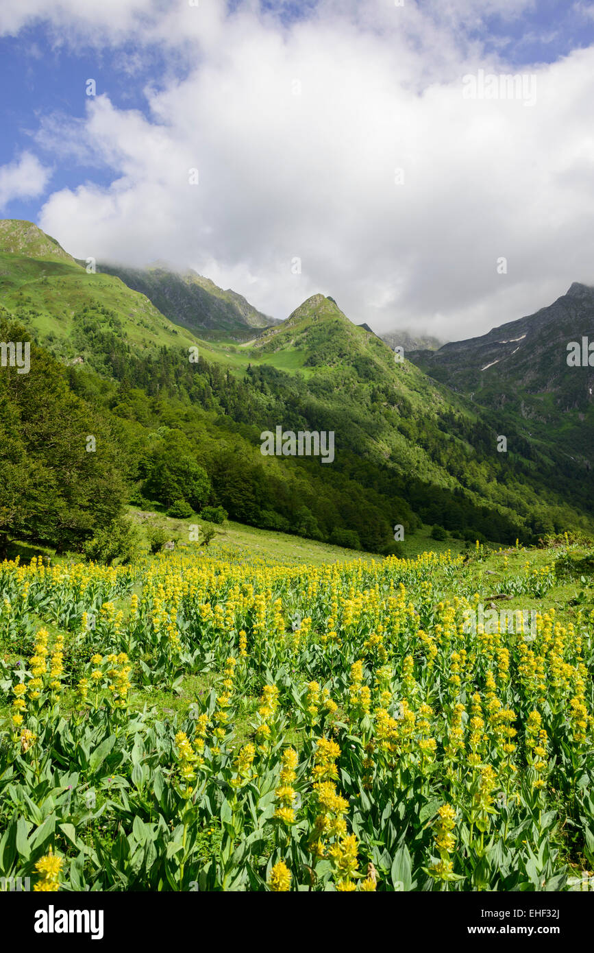 Grande giallo (genziana lutea Gentiana), Val dera Artiga de Lin, Es Bòrdes, Catalogna, Spagna Foto Stock