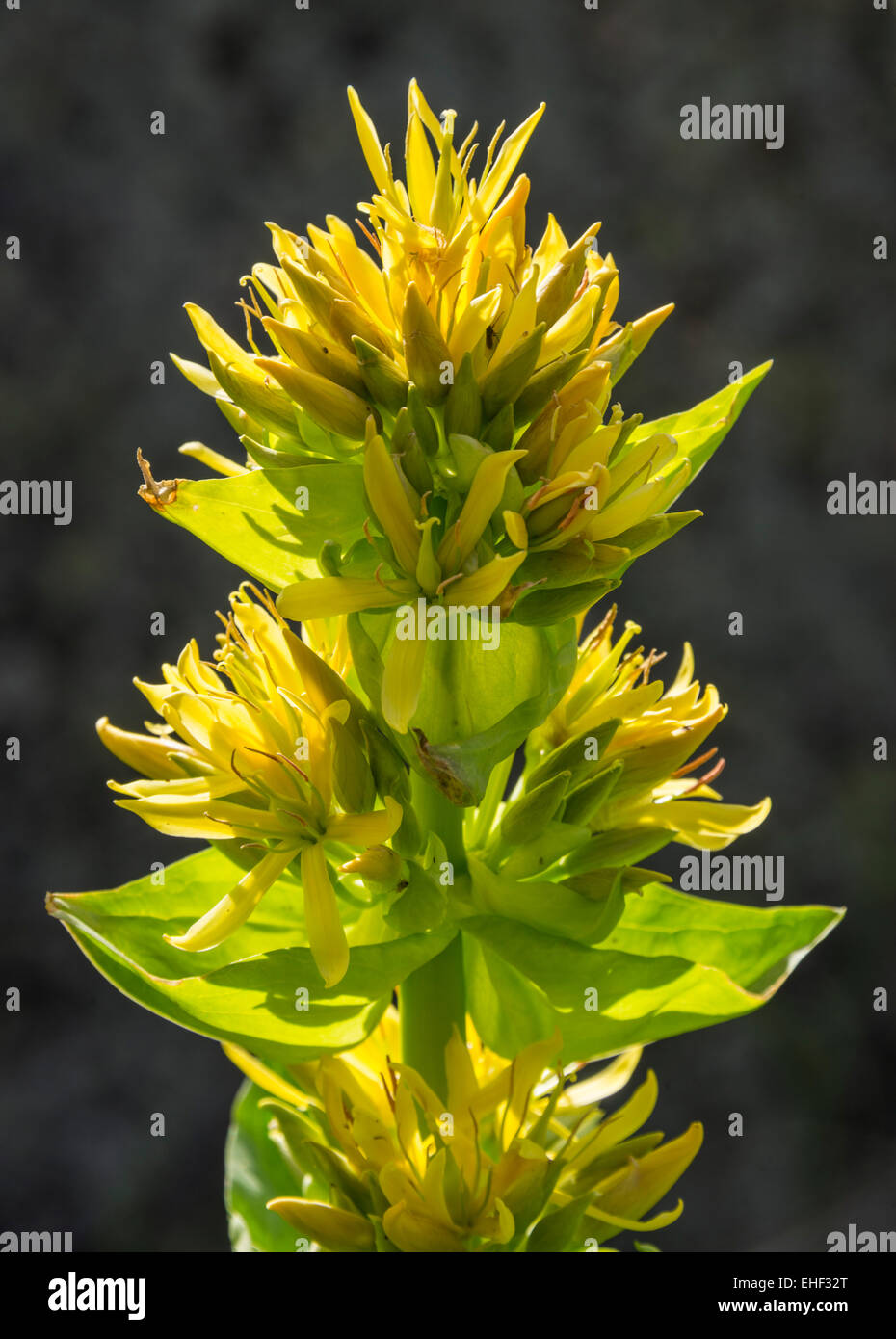 Grande giallo (genziana lutea Gentiana), Catalogna, Spagna Foto Stock