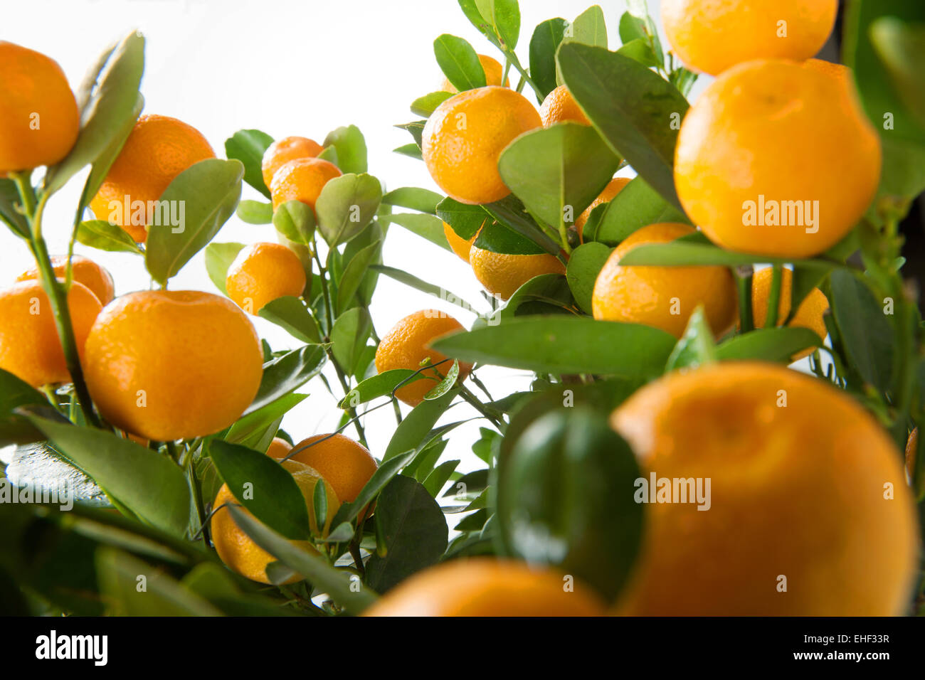 Orange Foto Stock