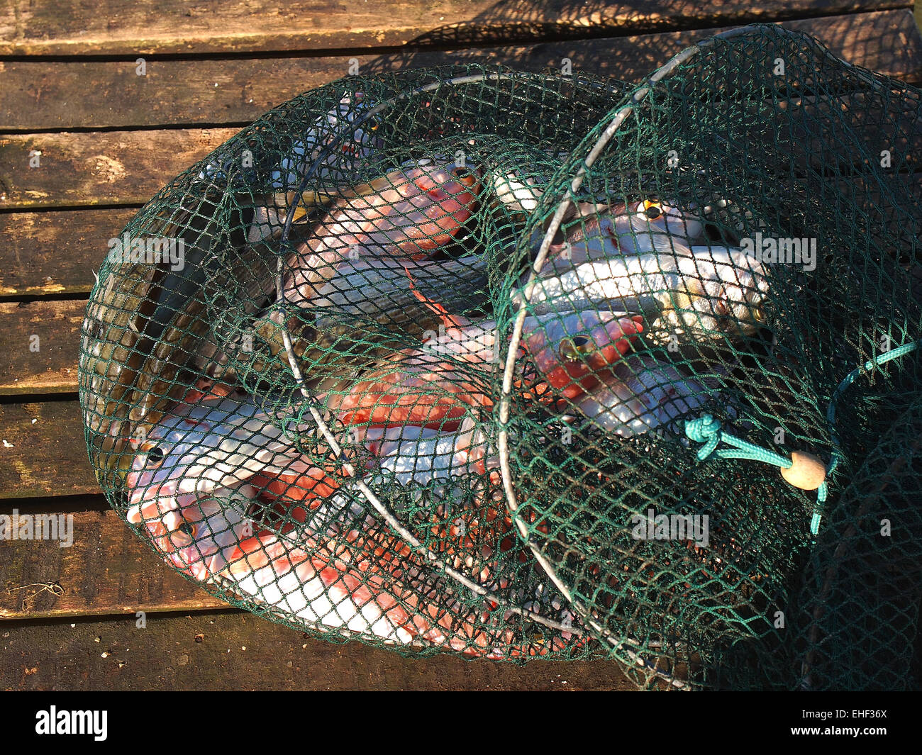 Appena pescato sale di vari pesci di acqua in una rete Foto Stock