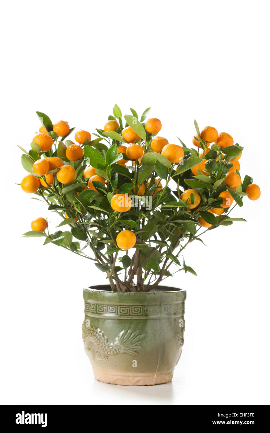 Arancio in vaso Foto Stock