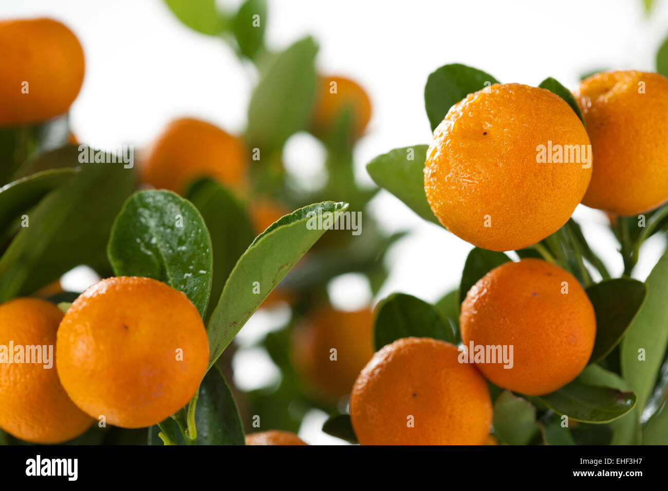 Orange Foto Stock