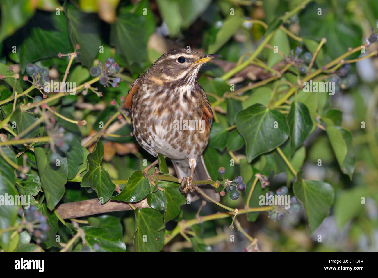 Redwing - Turdus iliacus In Ivy Bush con frutti di bosco Foto Stock