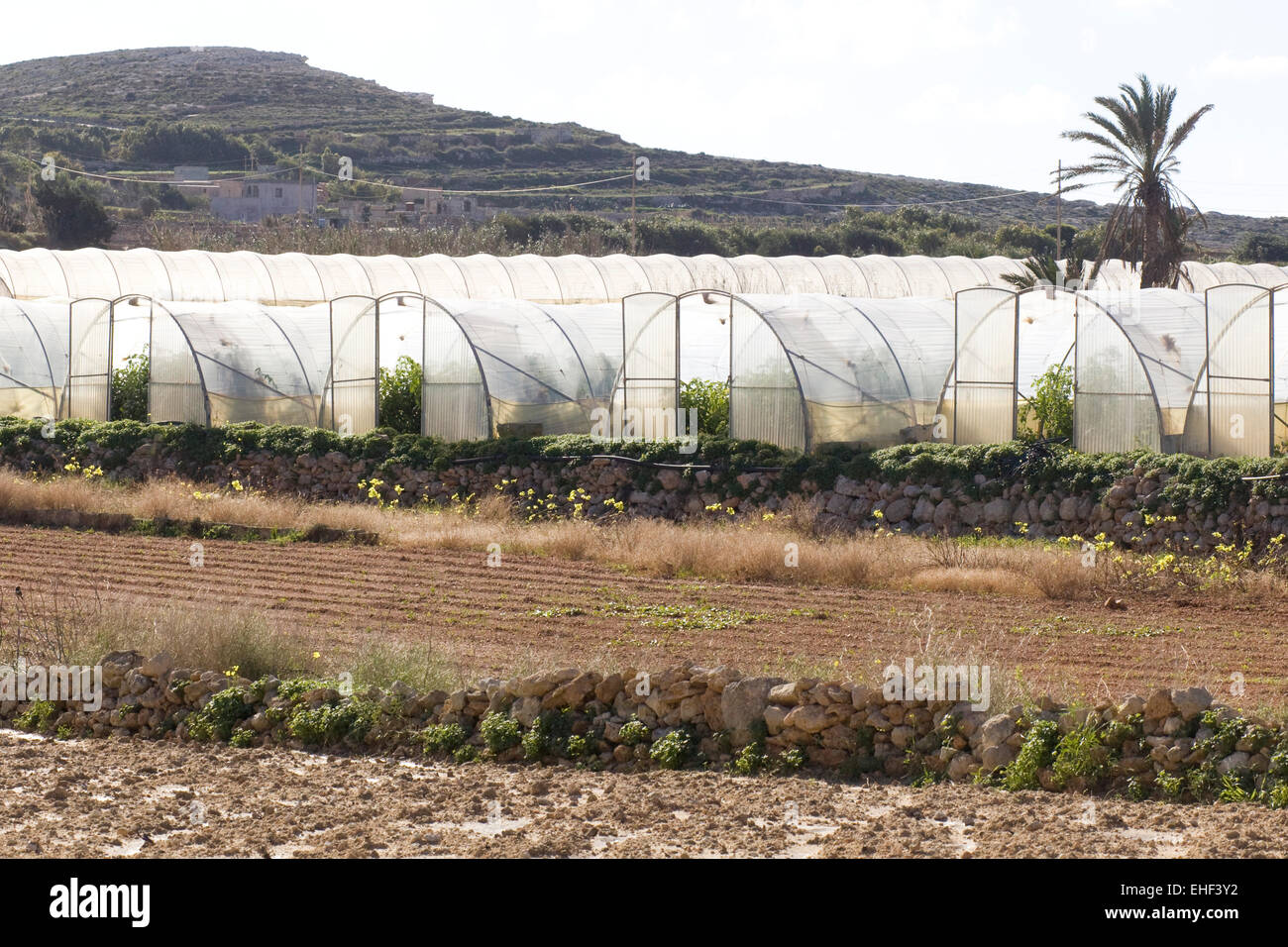 Serre Polytunnel colture di copertura in Malta Foto Stock