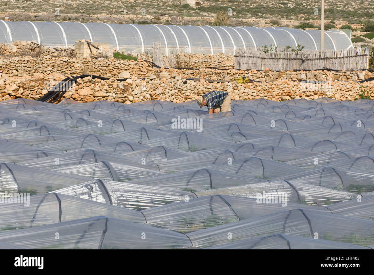 Polytunnel serre di copertura del raccolto di fragole in Malta Foto Stock