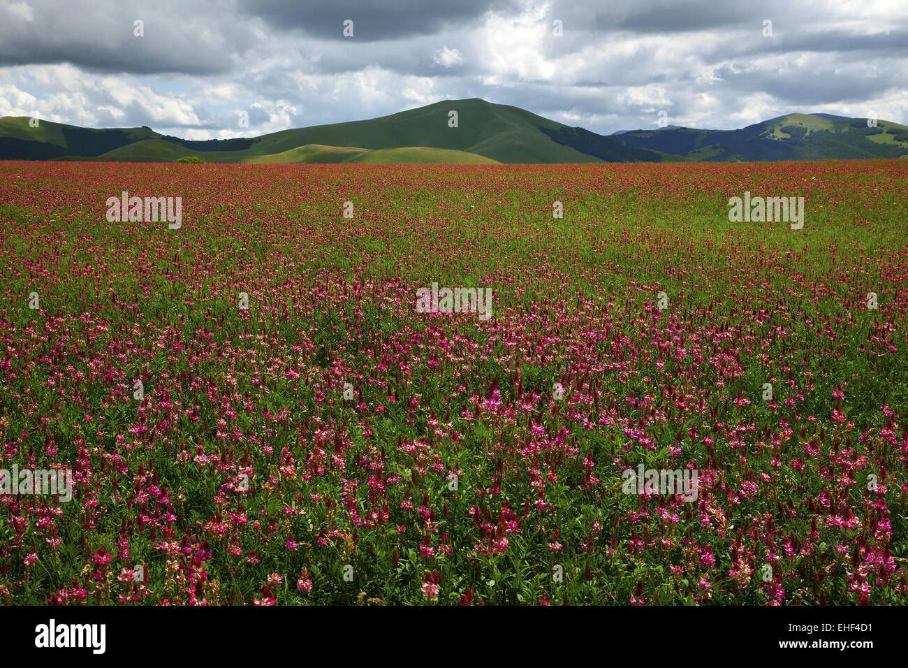 Trifoglio di cremisi, pianoforte Grande, Umbria, Italia Foto Stock