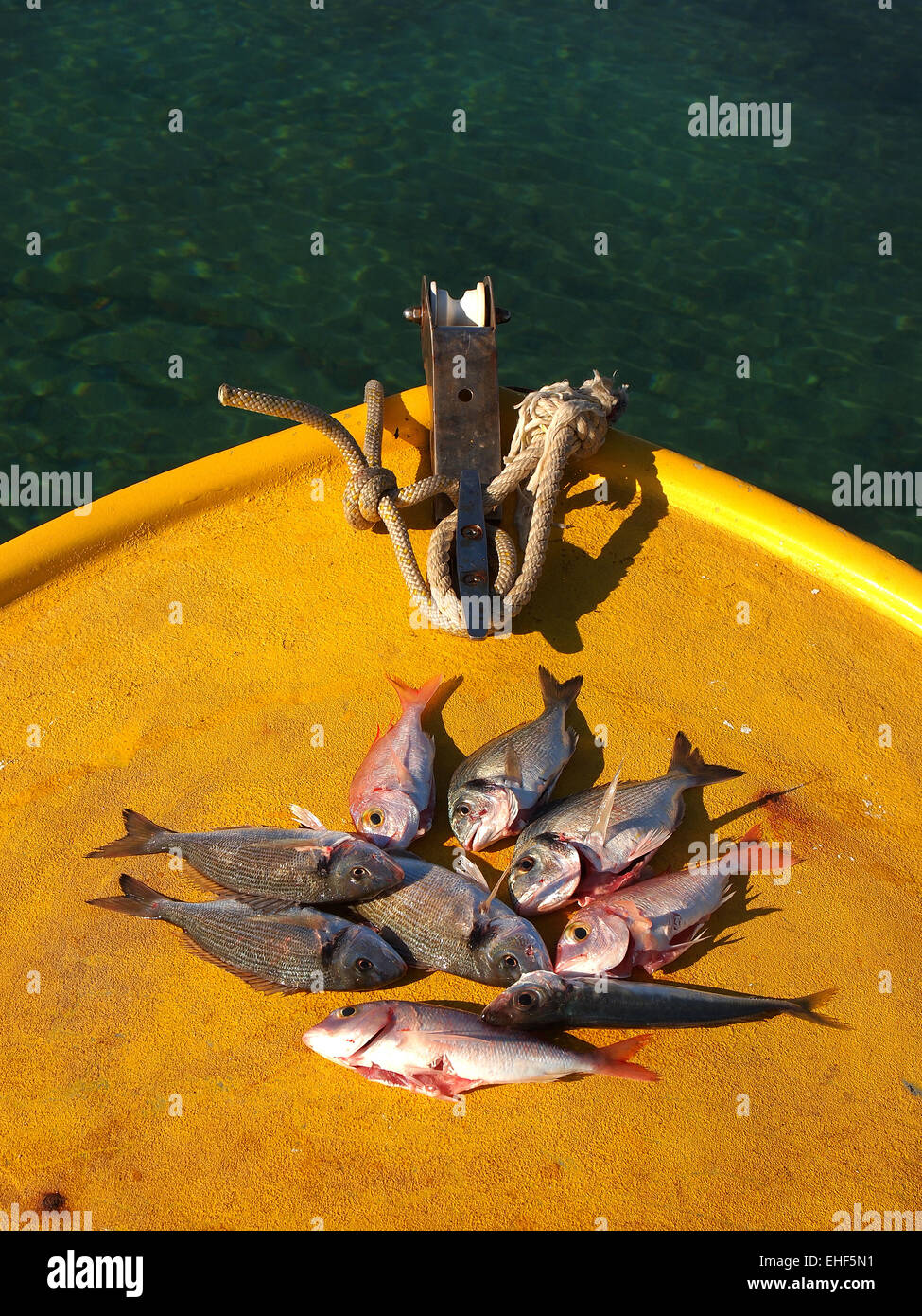 Il pesce fresco che viene pulita sulla barca dopo la pesca Foto Stock