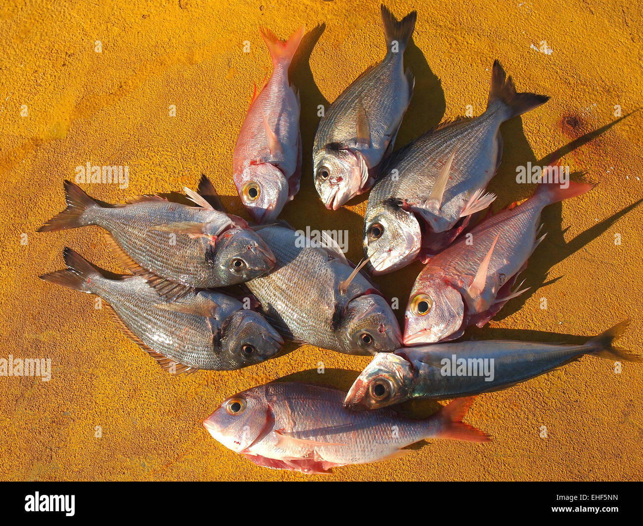 Il pesce fresco che viene pulita sulla barca dopo la pesca Foto Stock