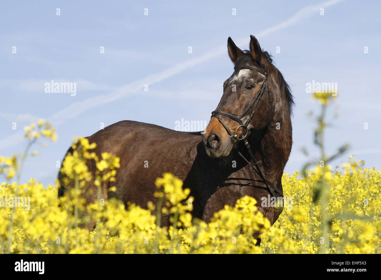 Warmblood Foto Stock