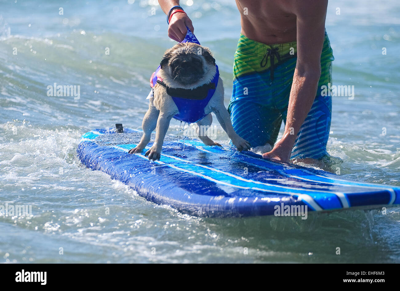 2014 cane Surf Surf-A-Thon presentato da Helen Woodward Centro animale dove: Del Mar, California, Stati Uniti quando: 07 Set 2014 Foto Stock
