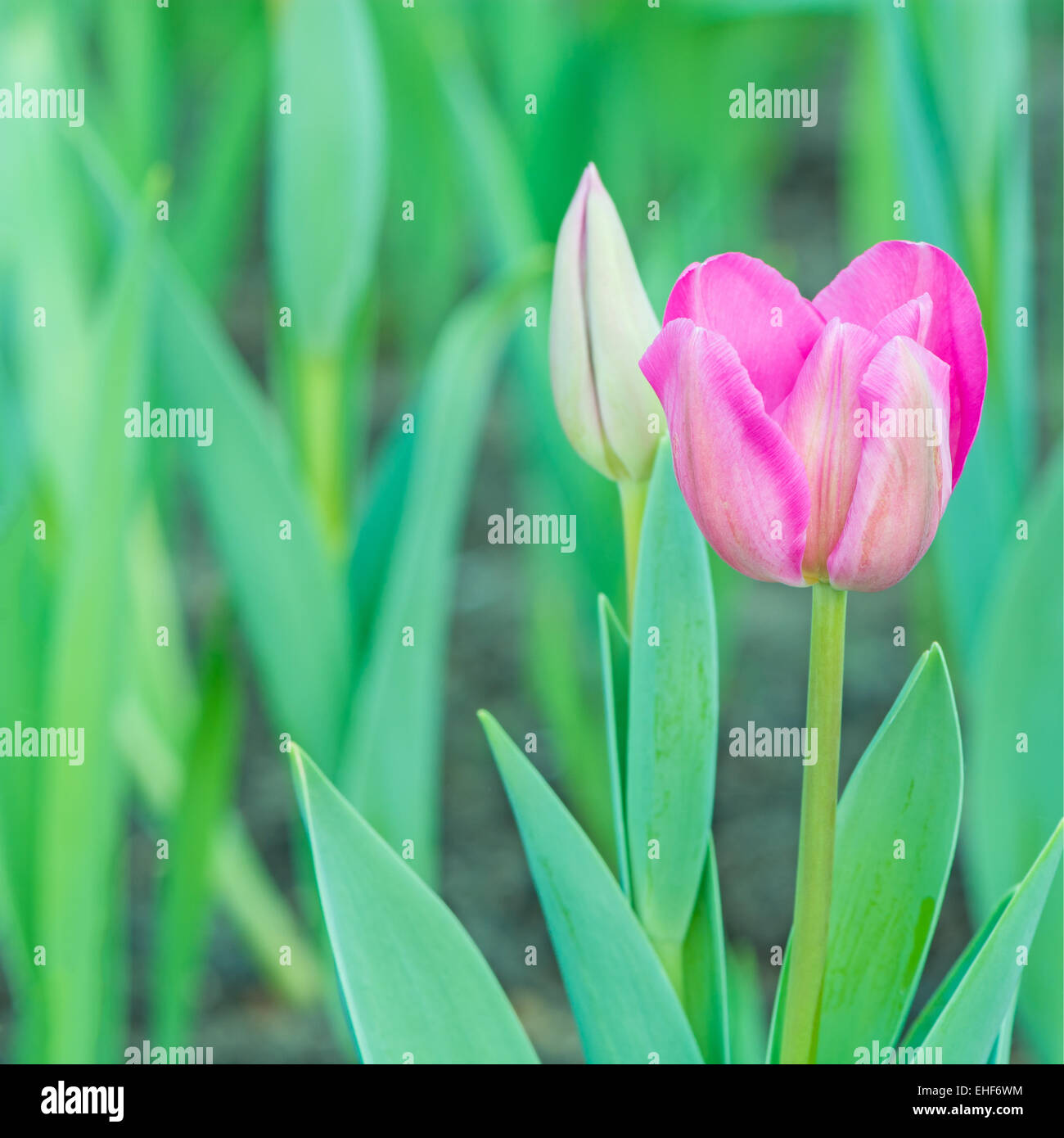 Di un bel colore rosa tulip flower nella piantagione di campo Foto Stock
