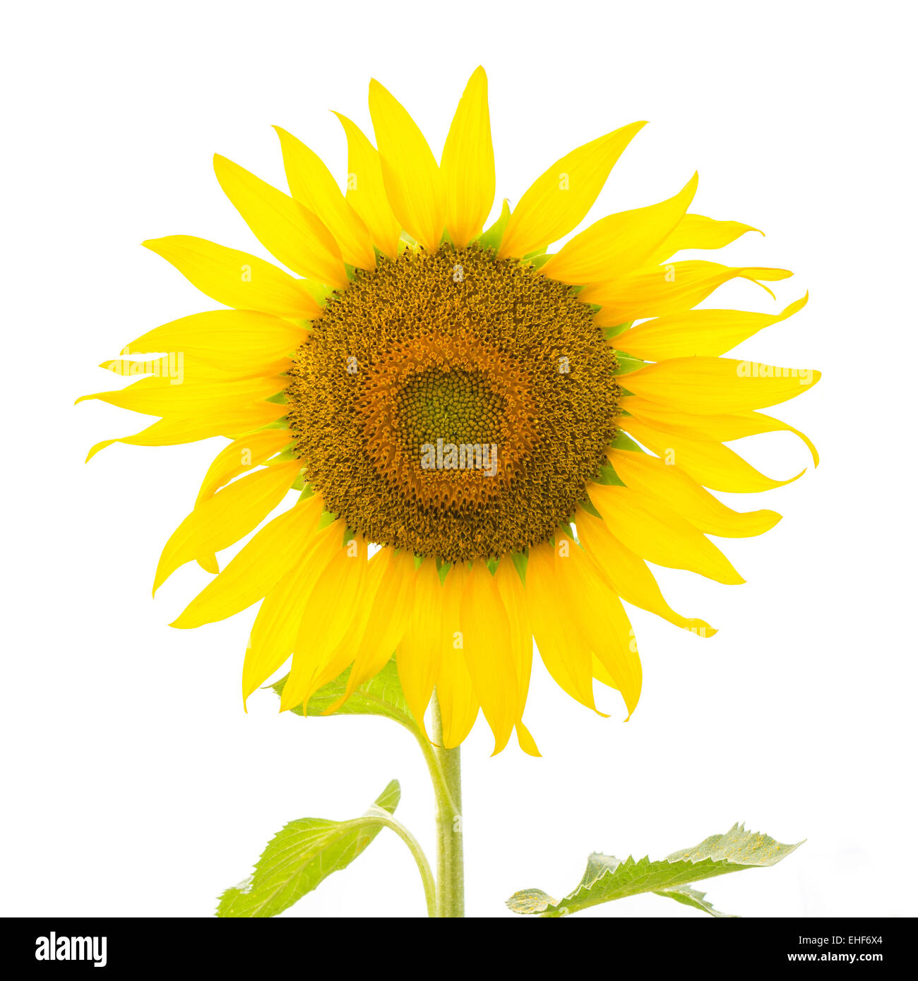 Bellissimo fiore giallo, girasole, isolati su sfondo bianco Foto Stock