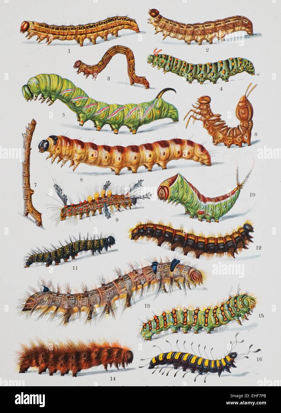 Vintage illustrazione scientifica di butterfly bruchi. Foto Stock