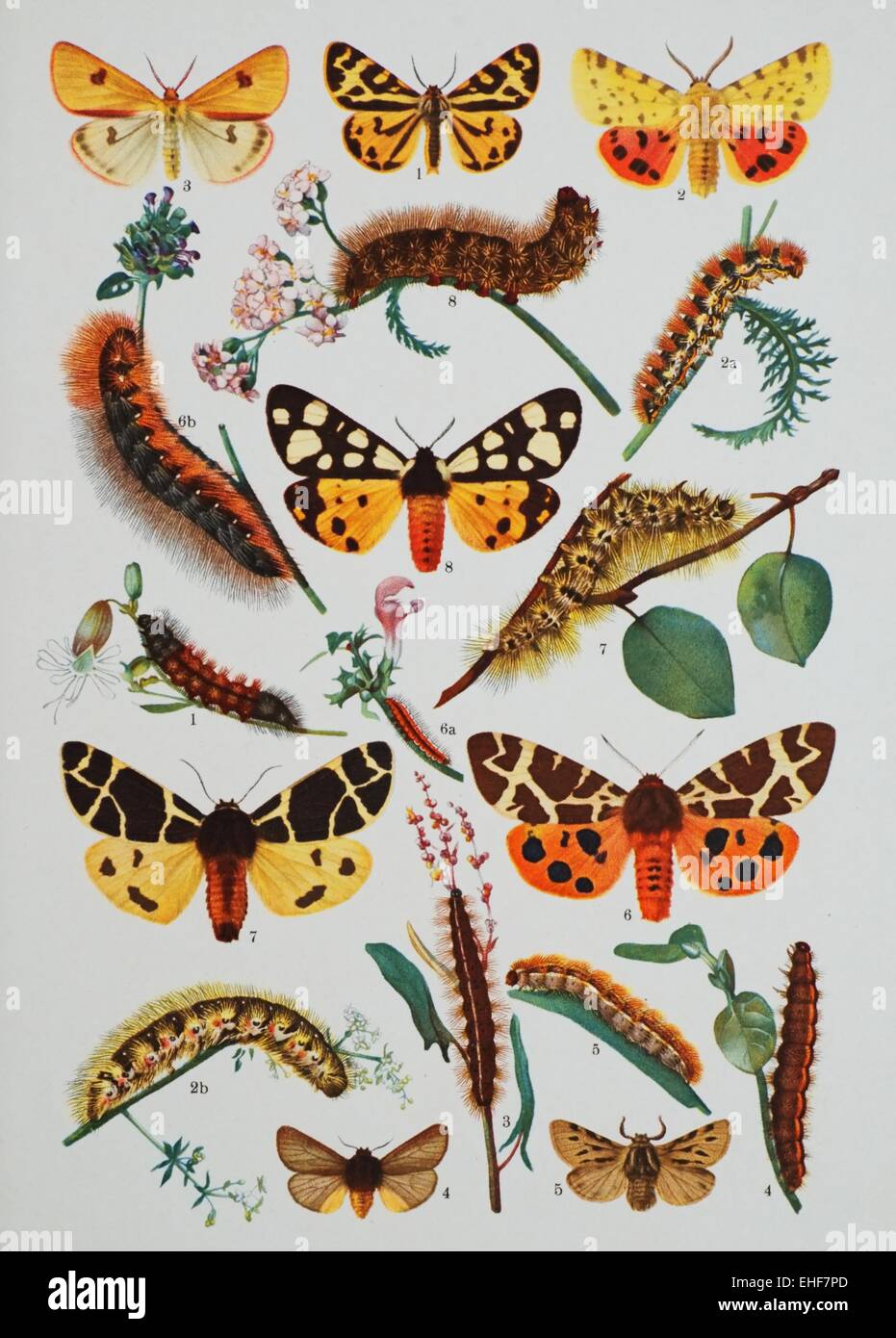 Vintage illustrazione scientifica di farfalle e i loro bruchi. Foto Stock