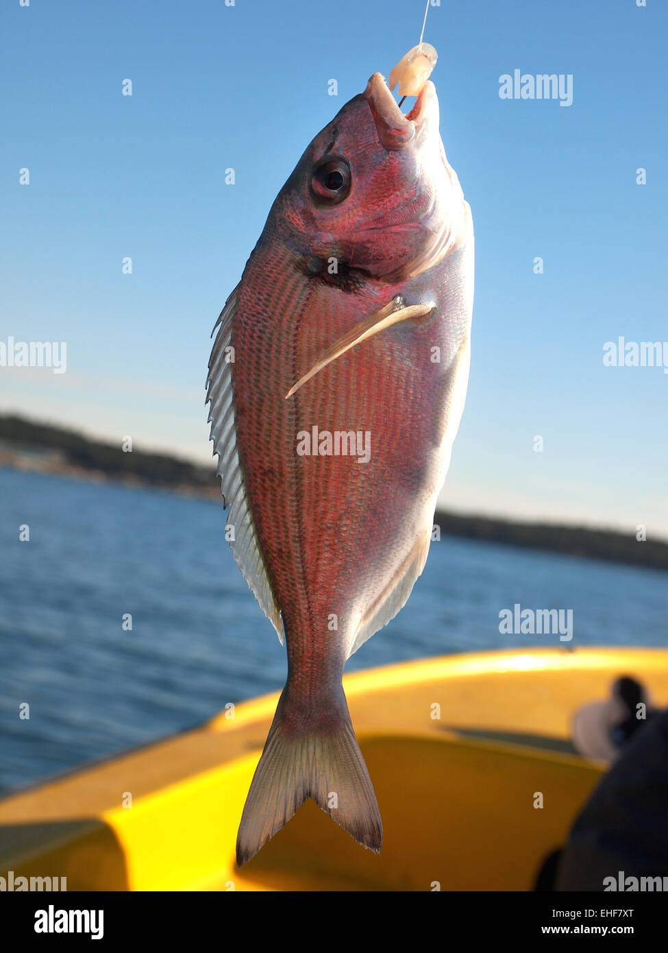 Il pescato il pesce orata sul gancio Foto Stock