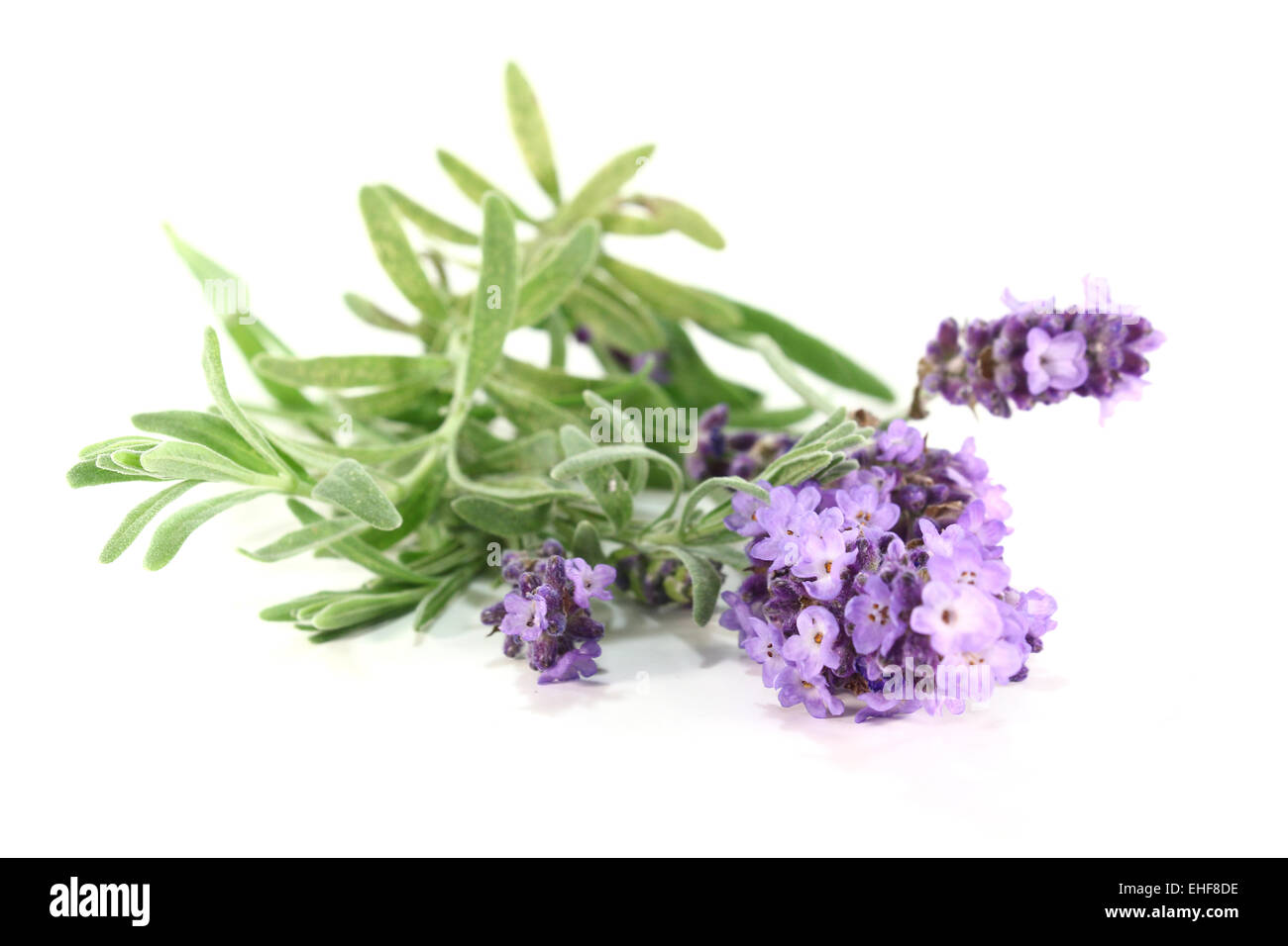 Fiori di lavanda Foto Stock