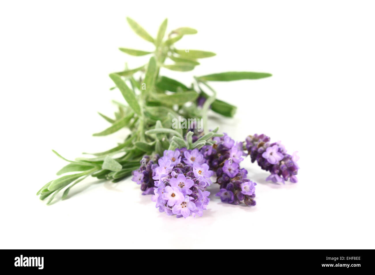 Fiori di lavanda Foto Stock