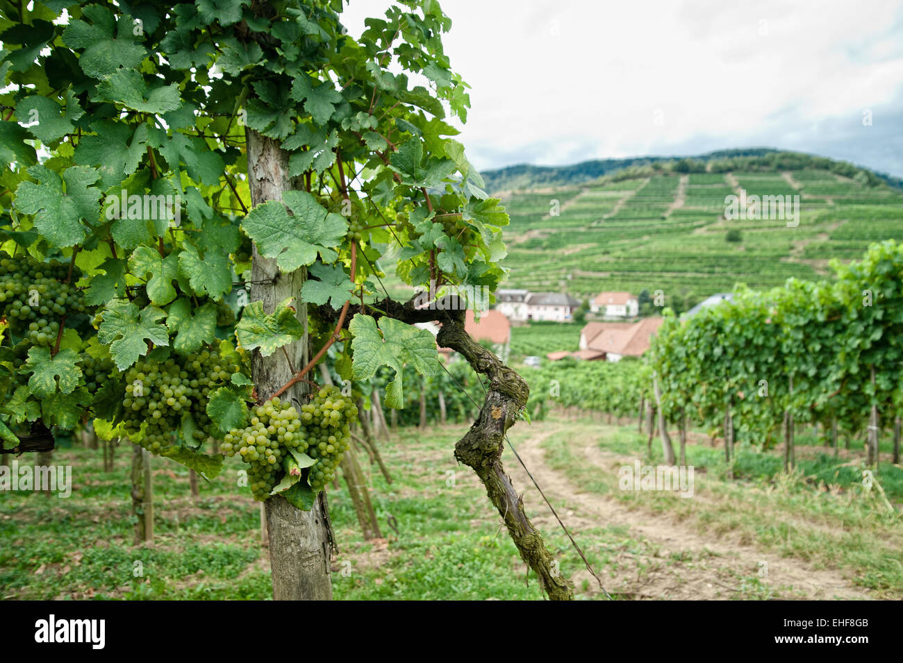 Vigneto nella Wachau Foto Stock