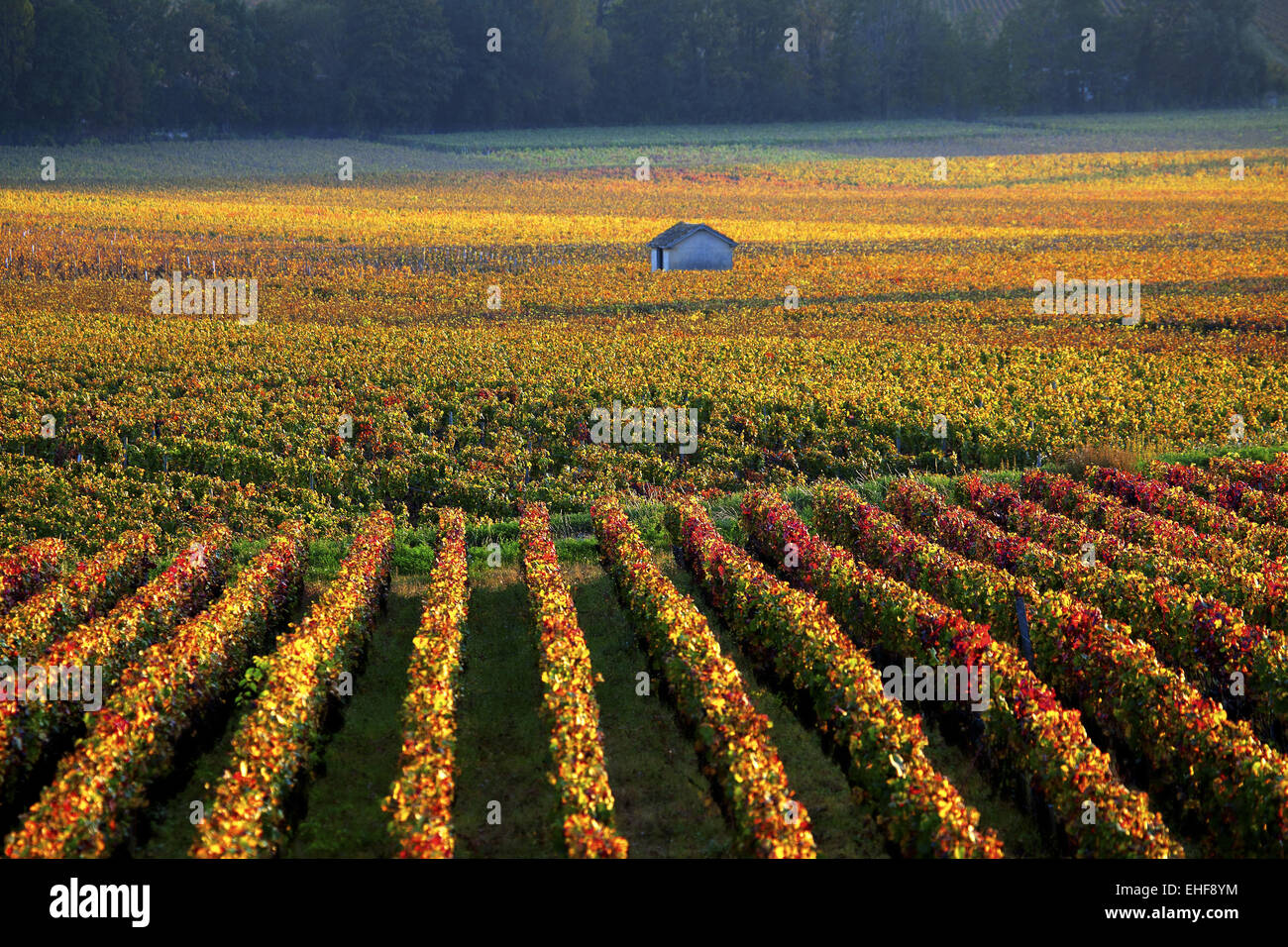 Vigneti vicino a Savigny-les-Beaune, Borgogna Foto Stock