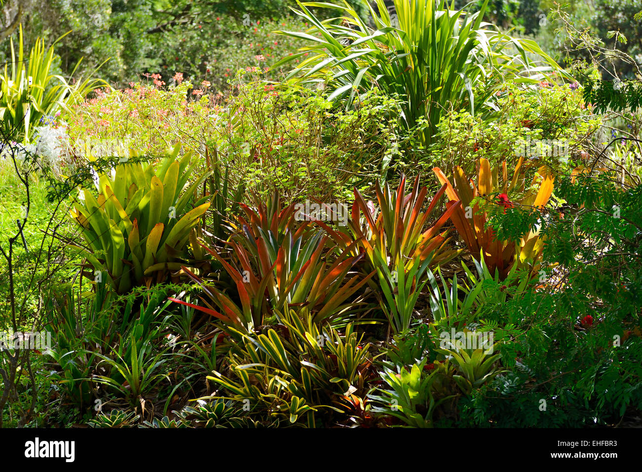 Kula Giardino Botanico, Kula, Maui, Hawaii, STATI UNITI D'AMERICA Foto Stock