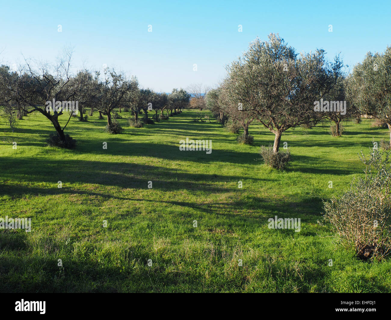 Gli ulivi sotto la luce diretta del sole in Istria, Croazia Foto Stock