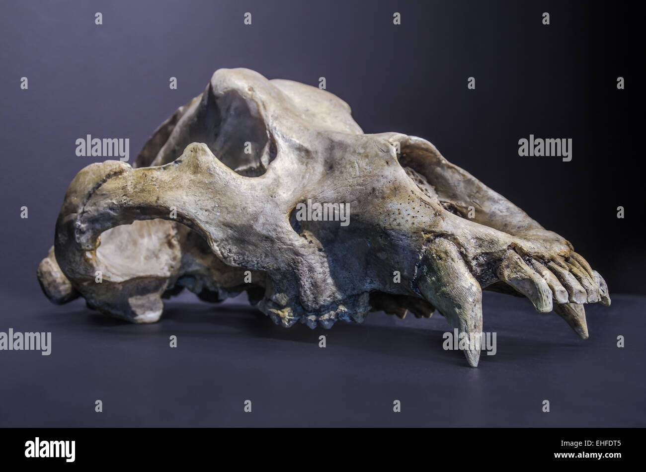 Nero preistorico orso delle caverne cranio, mascella superiore. Foto Stock