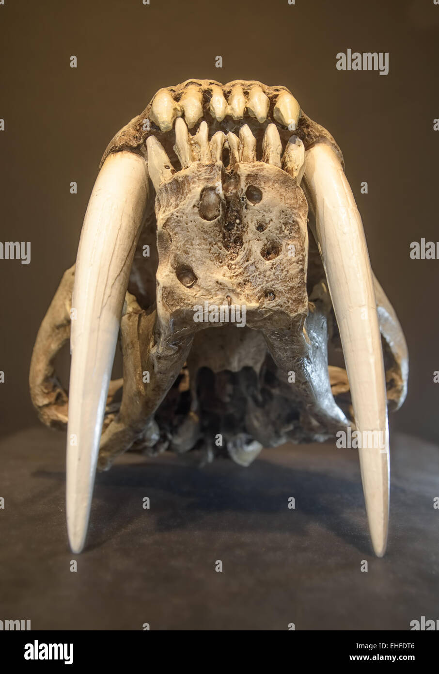Saber dente tigre cranio, con lunghe e bianche denti frontali. Foto Stock