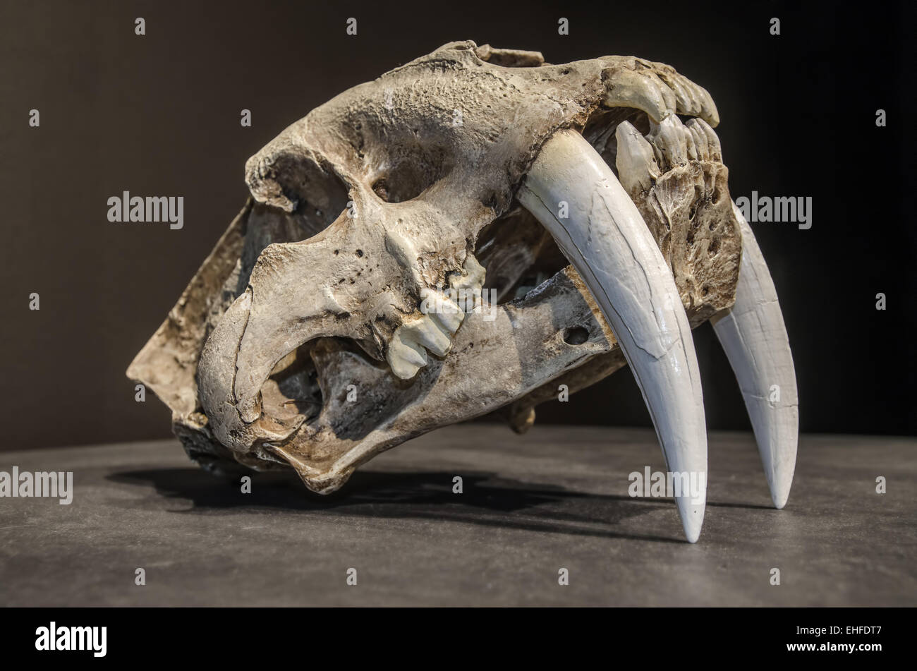 Saber dente tigre cranio, con lunghe e bianche denti frontali. Foto Stock