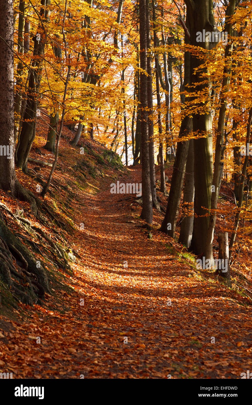 percorso di Forrest Foto Stock