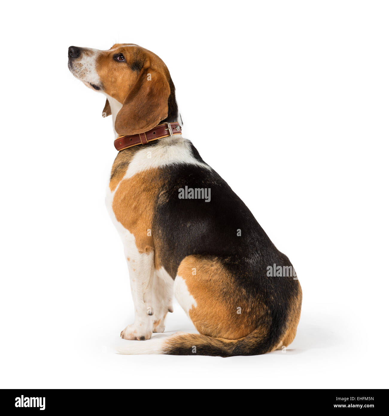 Cane Beagle isolati su sfondo bianco Foto Stock