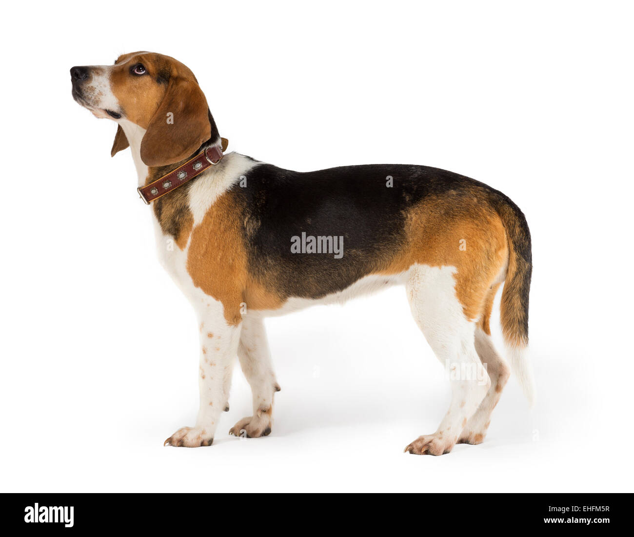 Cane Beagle isolati su sfondo bianco Foto Stock